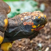 langzaam-leven-planner Langzaam leven planner