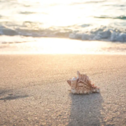 wat-betekent-zomer Wat betekent zomer?