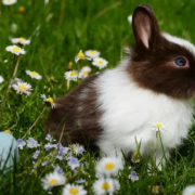 Waar staat zomer voor?