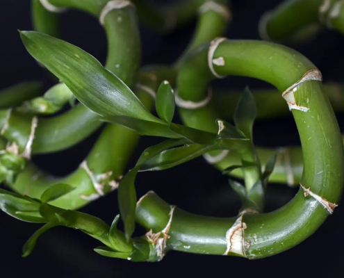 Wat zijn de vijf elementen in feng shui?
