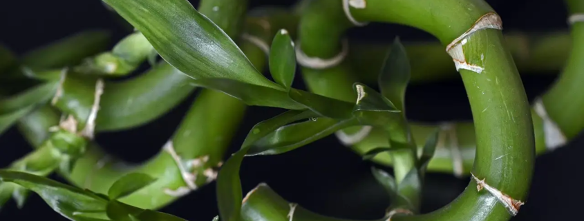 Wat zijn de vijf elementen in feng shui?